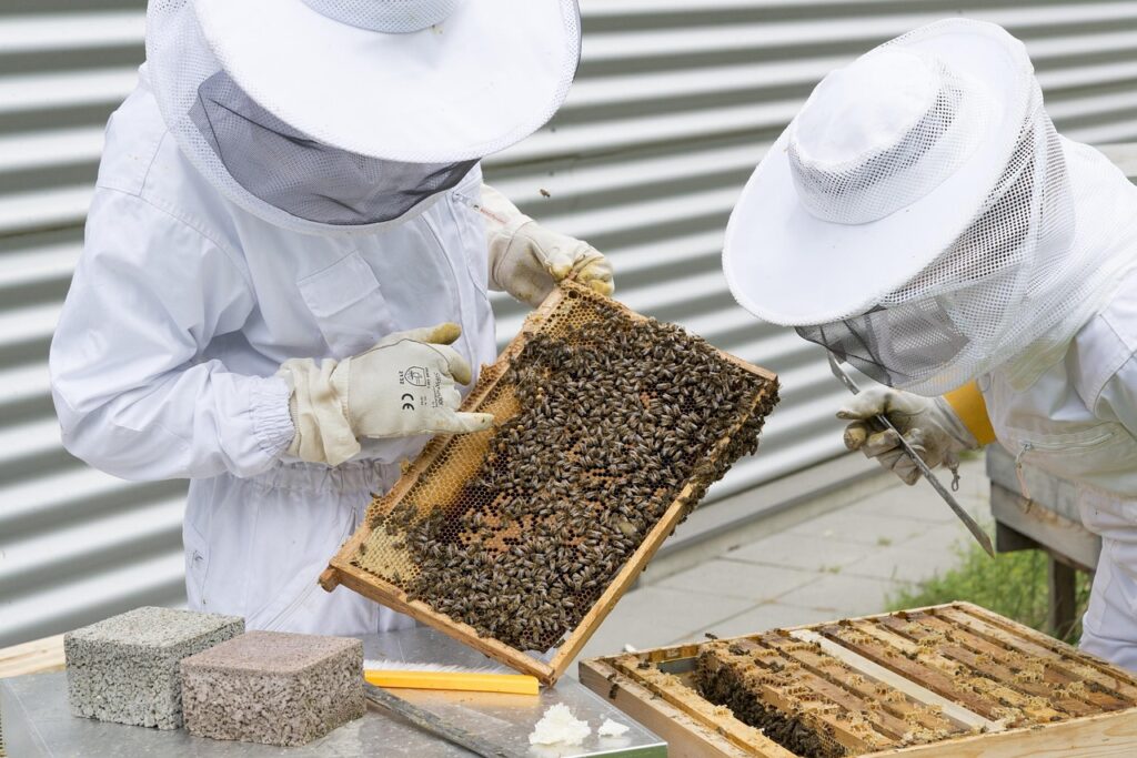 beekeeper, bees, beehive, bee colony, bee breeding, beekeeping, beehives, bee keeping, world bee day, honey, beekeeper, beekeeper, beekeeper, beekeeper, beekeeper, bees, bees, bees, beekeeping, beekeeping, beekeeping, bee keeping, bee keeping, honey
