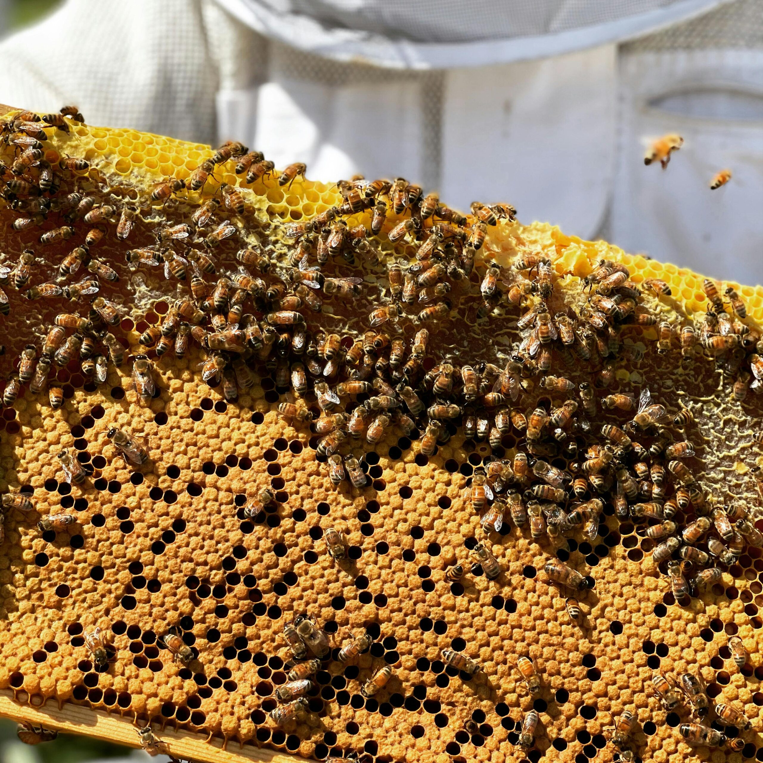 Close-up of honeybees on a beehive frame during a sunny day in Brisbane, Australia.